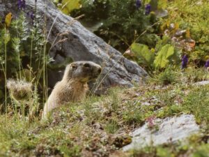 Huettentour Lechtaler Alpen 10