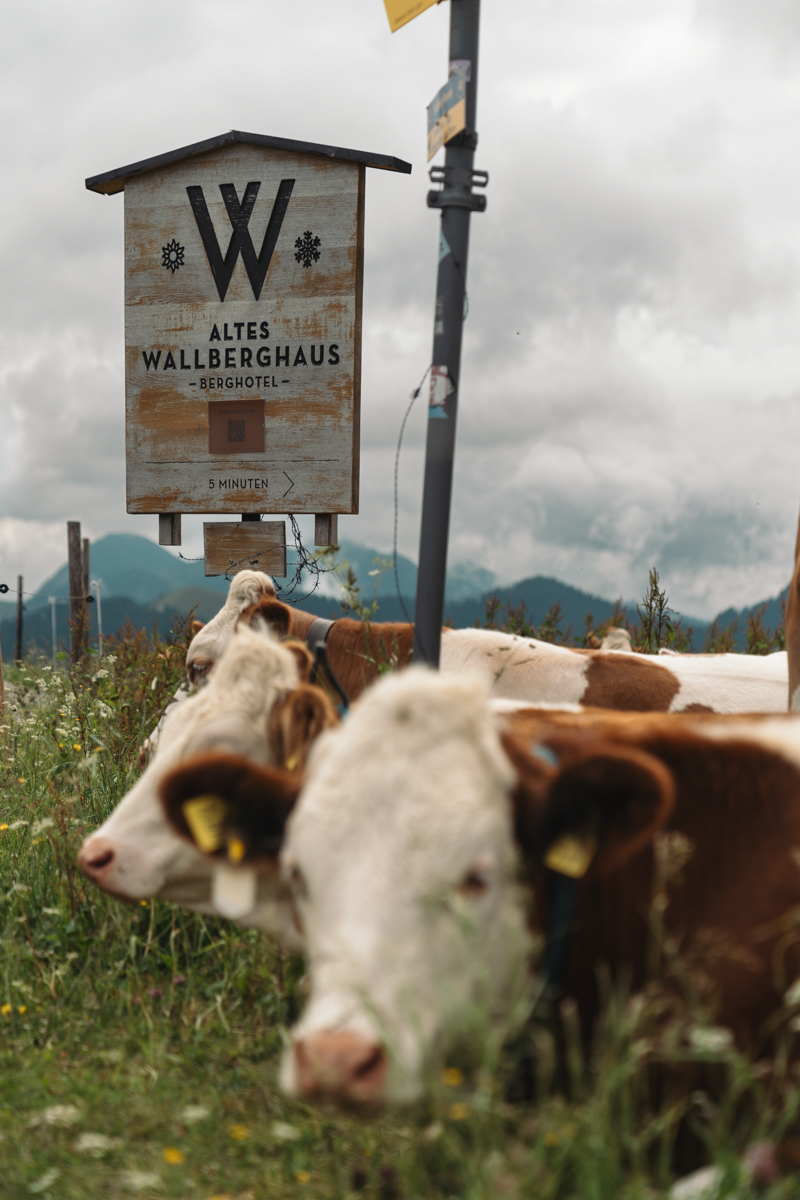 Fotograf München: Travel/Reisen/Tourismus 76 20250627 Altes Wallberghaus Bachmeier weissach 55